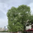 철교황토집 | 실크로드 자유여행(시안-둔황까지) - 3.란저우(蘭州) ② 황허(黃河) & 백탑산공원(白塔山公園)