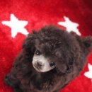 아담스펫강아지&가필드고양이 이미지