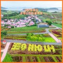 핑크섬 민박 | [신안 병풍도 섬 맨드라미꽃축제] 300만 송이 가을꽃축제, 핑크빛 감성 폭발! 인생샷 명소 병풍도 여행...