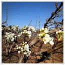 강대농장 이미지