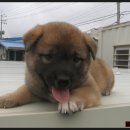 황룡켄넬 이미지