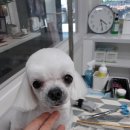 마주봄 애견미용실 이미지