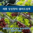 세종 싱싱장터 팜투어 샐러드 상추 이야기