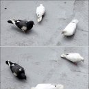 모이 이미지