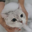 강남 고양이 호텔 미용 츄캣 | 강남고양이미용 맞춤 미용과 프리미엄힐링스파 전 문고양이미용실 블랙스완