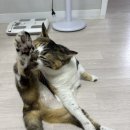 차차그루밍 이미지