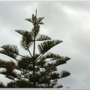 별과 소나무 이미지