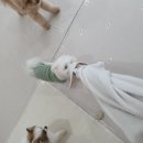 스마일댕 이미지