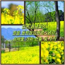동학농민혁명기념관 | 전북 봄나들이 정읍 동학농민혁명기념관 유채꽃 개화 현황 및 주차