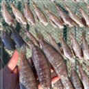 10월 28일(금) 목포는항구다 생선카페 판매생선[ (건조)참조기(머리,내장제거) / 멸치액젓, 새우젓(추젓), 홍가리비 ] 이미지