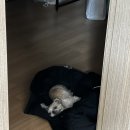 효리세탁소