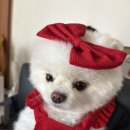 뽀삐 애견샵 이미지