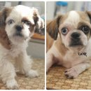 짱구네동물병원 이미지