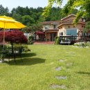 비단향꽃수 이미지