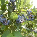 블루베리 이미지