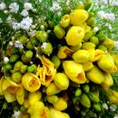 후리지아 이미지