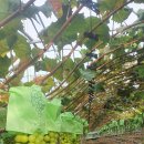 손가네 농장 이미지