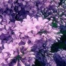 웰라헤어 - 아산시 | 웰라헤어