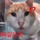 보리밥쌀밥