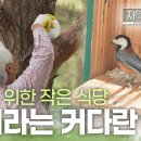 [자연의 철학자들] 숲이라는 커다란 집 | KBS 230616 방송 이미지