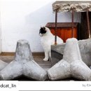 고양이발자국 이미지