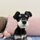 동물보육원 김포지부 이미지