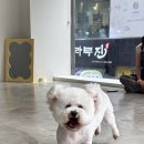 부산애견호텔 24시 강아지유치원 미용 도그드림 서면점 네이버블로그