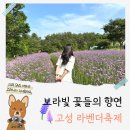🤩 온통 보랏빛으로 물드는 고성의 작은 유럽 &lt;하늬라벤더팜&gt;