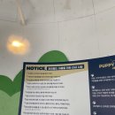 퍼피월드제주 이미지