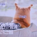 양이펀치 이미지