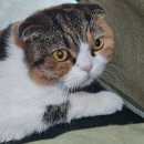 고양이 걱정 없이 여행 다녀온 후기 ! 성남고양이호텔