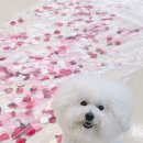 곰이네유치원 이미지