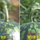 이쁜물곰과일&후레쉬마켓