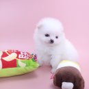 동양펫 | 사랑스러운 대전 포메라니안을 가족으로! 대전 동양 애견 솔직 후기