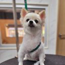 반짝반짝내작은개 이미지