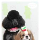 별그루밍 이미지