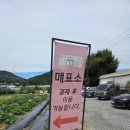 양심농장 | 용인아이랑체험 포레스트벨, 직접 따고 캐는 농장체험 후기