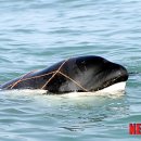 범고래 이미지