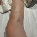 나이트크래커 | AUS 06 / 케언즈 그레이트배리어리프 / 다운언더크루즈