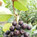 성애농장 이미지