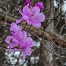 국제전시장(진달래공원) | 인천 진달래꽃 명소 베스트 7 봄기운 가득한 분홍빛 물결과 나만 알고 싶은 꽃길 코스 가이드