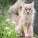 FOX 이미지