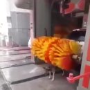 댕댕이샤워 Daum카페