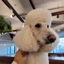 영통데이케어센터 | 강아지관련자격증 펫 데이케어센터 창업 후기 (들어간 돈)