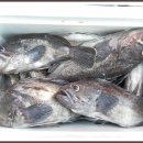 8/23일 인천.남항[연안유선]덕적도근해 바다낚씨 이미지