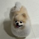 (주)그린아쿠아펫 | 강아지사료 고단백사료 펫카인드 그린 트라이프 살몬 연어 후기