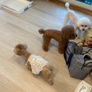 여주 다리원 애견독채팬션 이미지