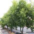 인영농장 이미지