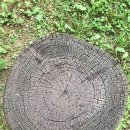 장로회신학대학교 교회음악대학원 이미지