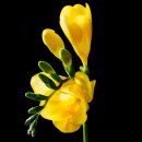 프리지아 이미지